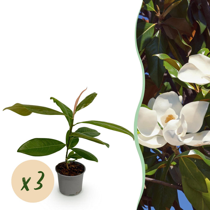 Magnolia grandiflora - Bloem Wit - 3 Planten - Bladhoudend - Weinig Onderhoud - Pot 12cm Hoogte 30cm