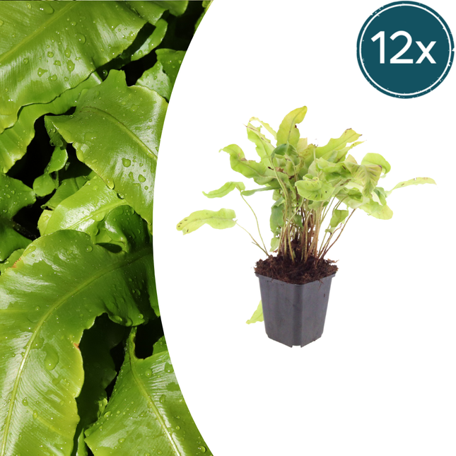 Felce lingua - Asplenium scolopendrium - ↕10-25cm - Ø9cm - 12x