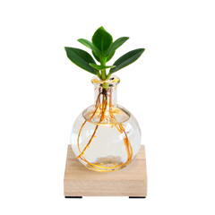 Collection image for: Clusia