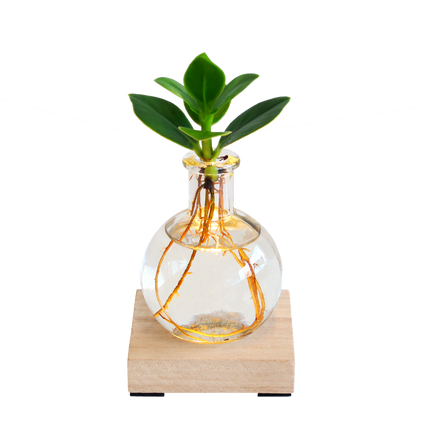 Glowplant - Clusia in a small vase with a light