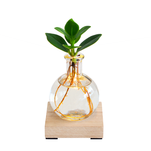 Leuchtpflanze – Clusia in einer Vase mit Lampe