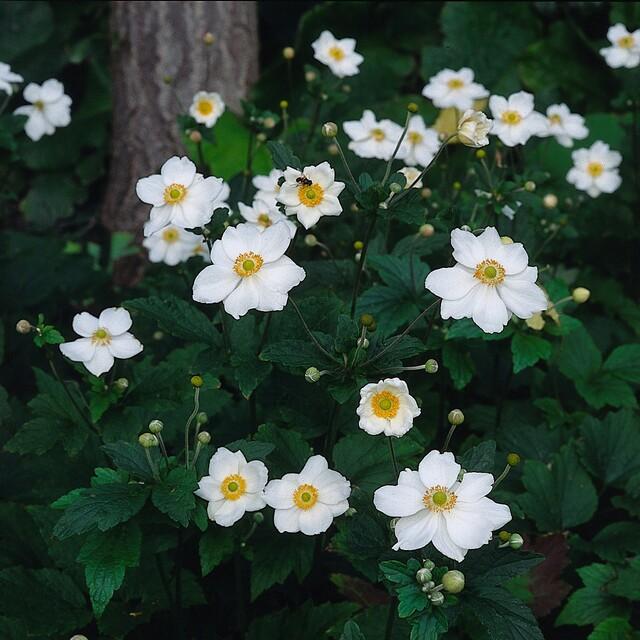 Anemone hybrida 'Honorine Jobert' - ↕10-25cm - Ø9cm - 40x