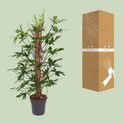 Philodendron Pedatum - ↕120cm - Ø24cm