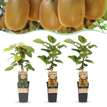 Actinidia Weiki & Hayward - Kiwiplant - 1 Mannelijke - 2 Vrouwelijke - ↕50cm - Ø15cm - 3x