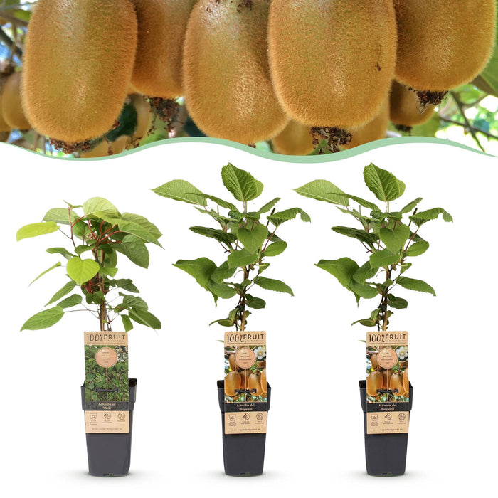 Actinidia Weiki & Hayward - Kiwiplant - 1 Mannelijke - 2 Vrouwelijke - ↕50cm - Ø15cm - 3x