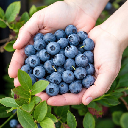 Heidelbeerpflanze (Vaccinium corymbossum 'Bluecrop') – Topf 9 cm – 6 Heidelbeeren