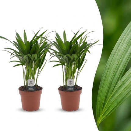 Areca Lutescens - Goudpalm - ↕45cm - Ø12cm - 2x