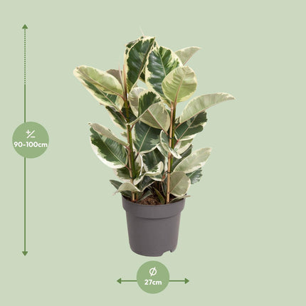 Ficus Elastica Tineke - ↕100cm - Ø27cm
