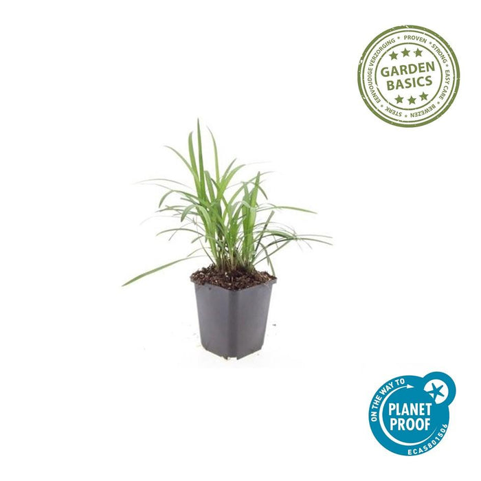 Liriope muscari 'Monroe White' - Leliegras - ↕10-25cm - Ø9cm - 20x