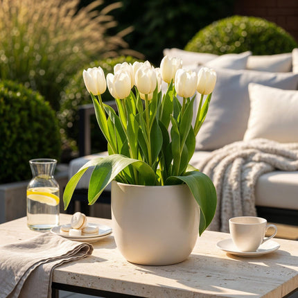 Bulbes de tulipes blanches « Triumph » - Couleur : Blanc - Lot de 15 - Calibre : 11/12 - Format XXL