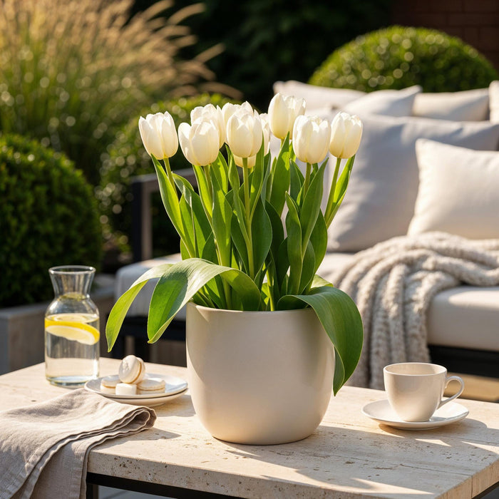 Bloembollen - Tulp Triumph White - Kleur Wit - 15 stuks - Bolmaat 11/12 - XXL Pack