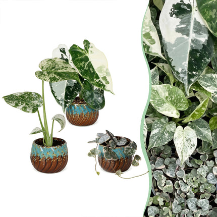 Baby Planten Variegata Mix - Diversen 3x - Tropisch - incl. Copper Reef - Ø6cm - ↕10-15cm