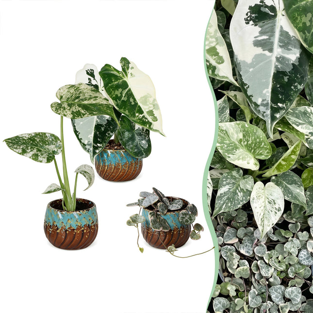 Baby Planten Variegata Mix - Diversen 3x - Tropisch - incl. Copper Reef - Ø6cm - ↕10-15cm