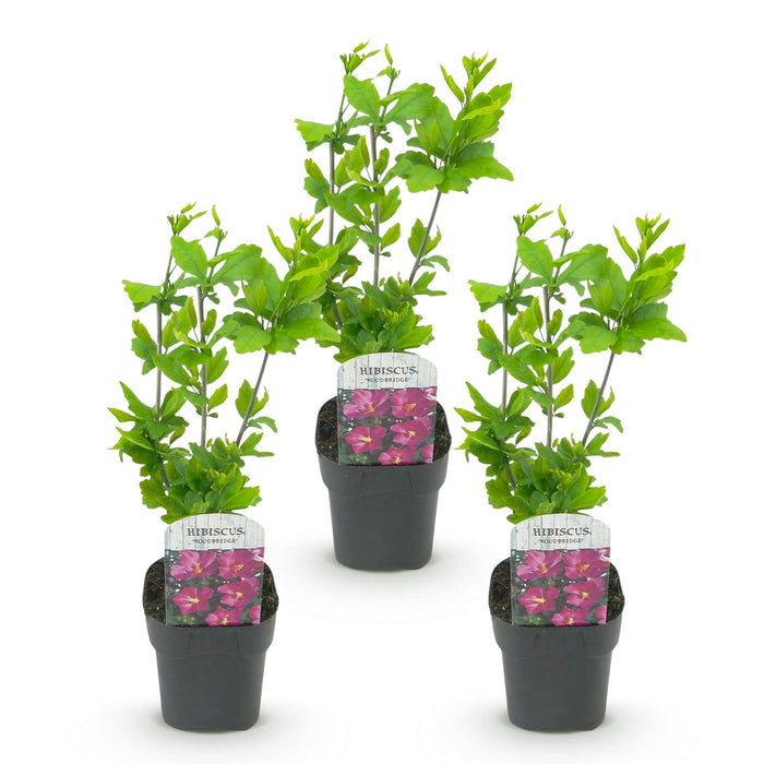 Hibiscus syriacus Woodbridge - Tuin Hibiscus - Roze - ↕45cm - Ø17cm - 3x