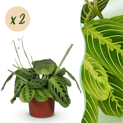 Maranta Fascinator Lemon Lime - Prayer plant - ↕30-35cm - Ø12cm - 2x