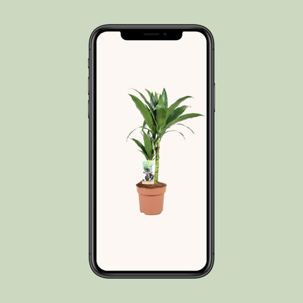 Dracaena Janet Craig - Dragon Plant - ↕60cm - Ø17cm