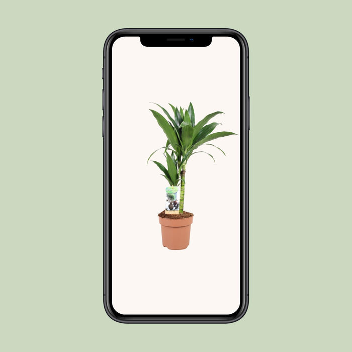 Dracaena Janet Craig 30-15 - Ø17cm - ↕60cm