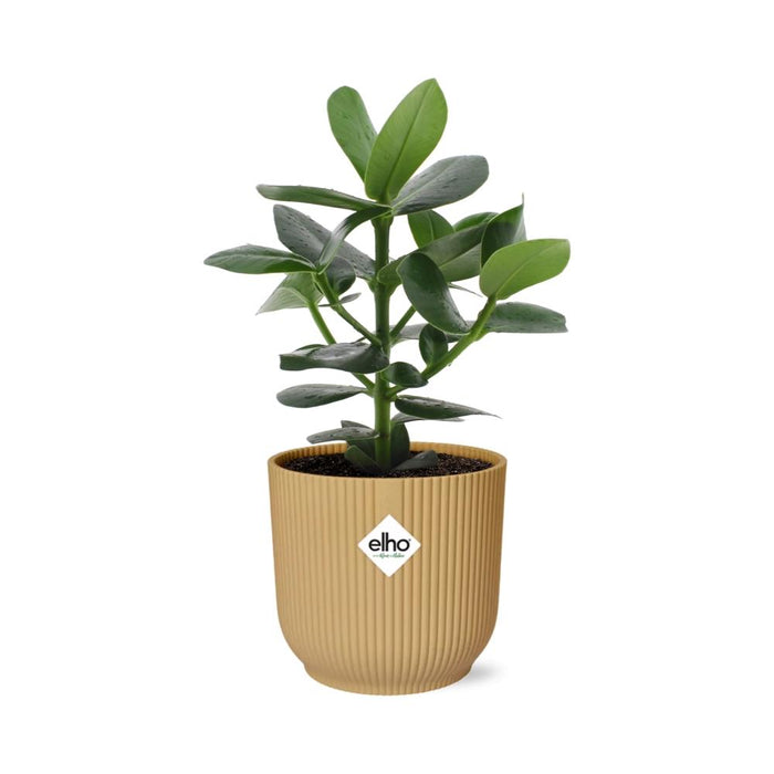 Clusia Princess in elho Vibes Fold Ø14cm geel - ↕20-30cm
