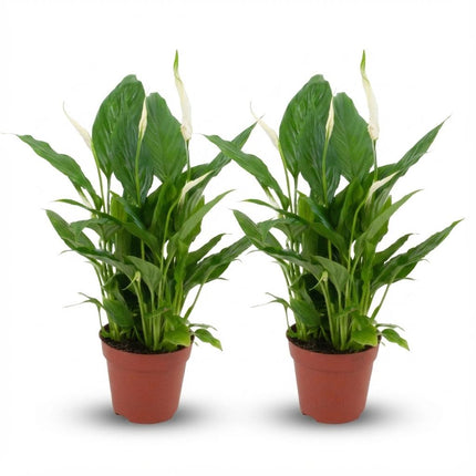 Spathiphyllum - Lys de la paix - ↕35-40cm - Ø12cm - 2x
