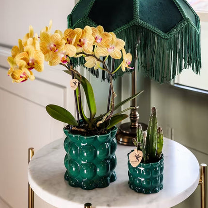 Kolibri Orchids | Plantenset Cotton Groen - Gele Phalaenopsis Orchidee Blossom Lima & Stapelia Leendertziae