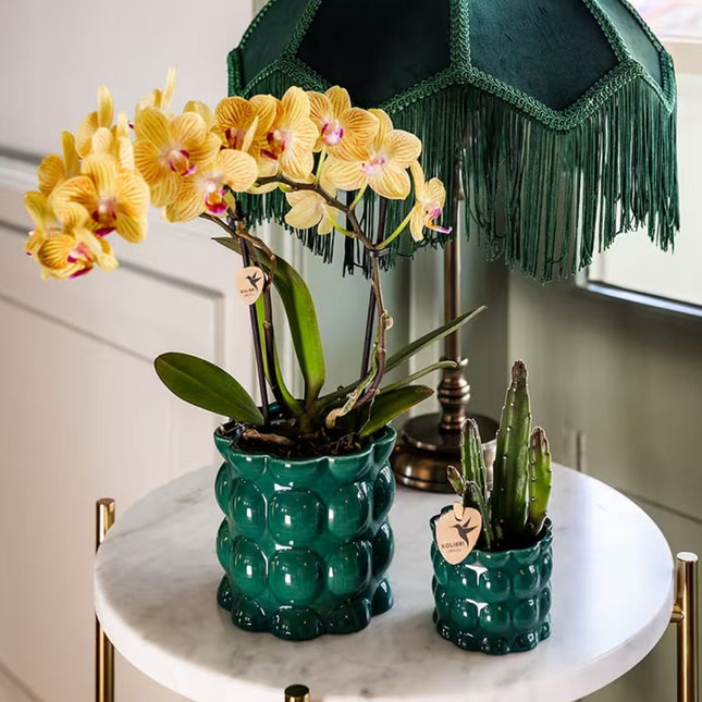 Kolibri Orchids | Plantenset Cotton Groen - Gele Phalaenopsis Orchidee Blossom Lima & Stapelia Leendertziae