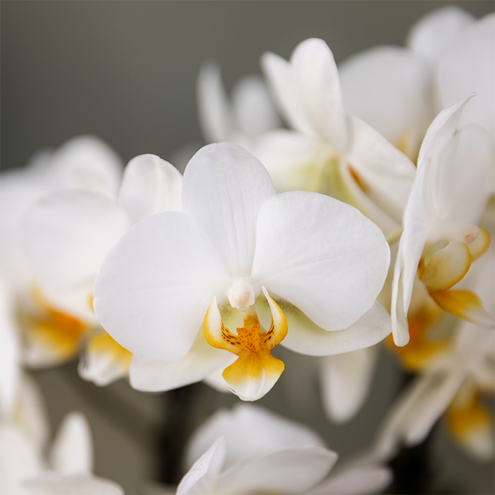 Surprise box mix - planten eenkleurig voordeel box - verrassingsbox met 2 Roze orchideeën 9cm