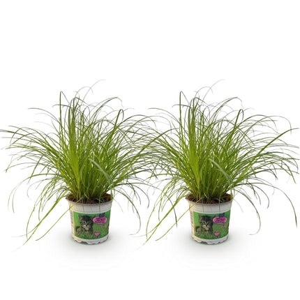 Cyperus alternifolius Zumula - Hierba para gatos - ↕25-30cm - Ø12cm - 2x