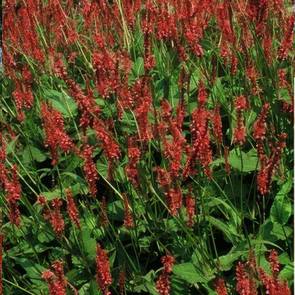 Persicaria amplexicaulis - Duizendknoop - ↕10-25cm - Ø9cm - 12x