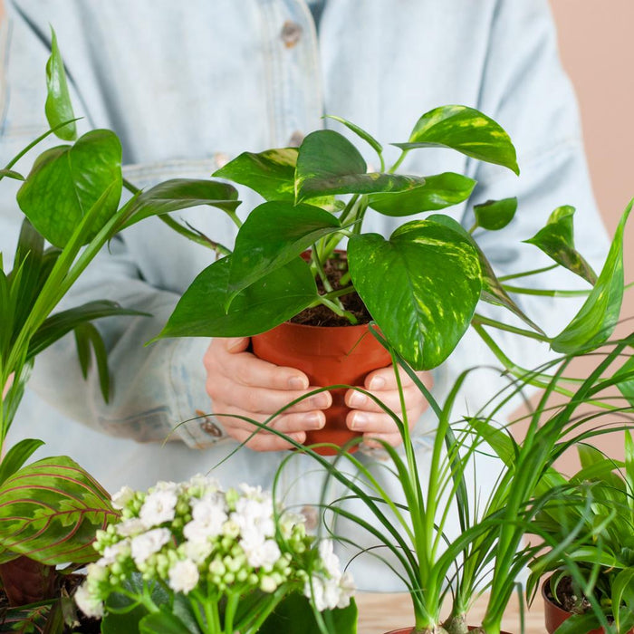 Groene Kneusjesbox - 6x - met 6x plantenpot Viber zwart