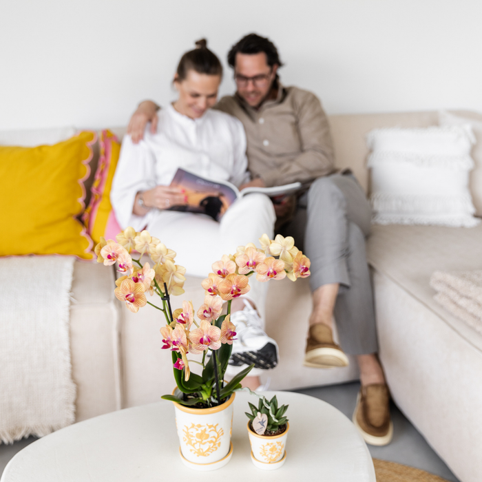 Gele orchidee Lima + Malaga sierpot licht oranje - potmaat Ø9cm | bloeiende kamerplant