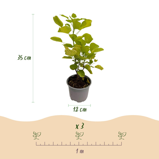 Cotinus coggygria Golden Spirit - Røgtræ - Gul - ↕35cm - Ø12cm - 3x