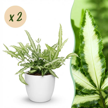 Pteris cretica Albolineata - Ribbon fern - with white plant pots - ↕20cm - Ø12cm - 2x