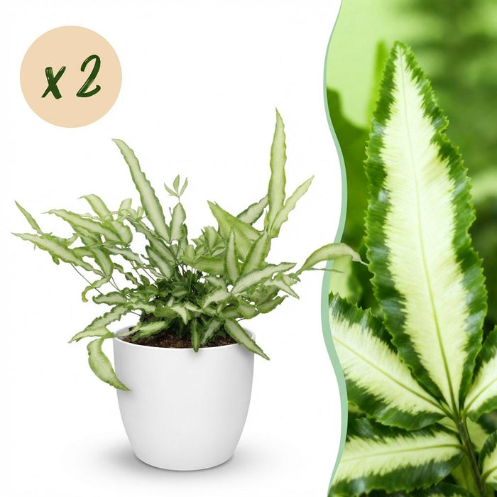Pteris cretica Albolineata - Lintvaren - met witte plantenpotten - ↕20cm - Ø12cm - 2x