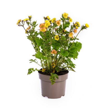 Geum Rivale Yellow - ↕50-70cm - Ø19cm