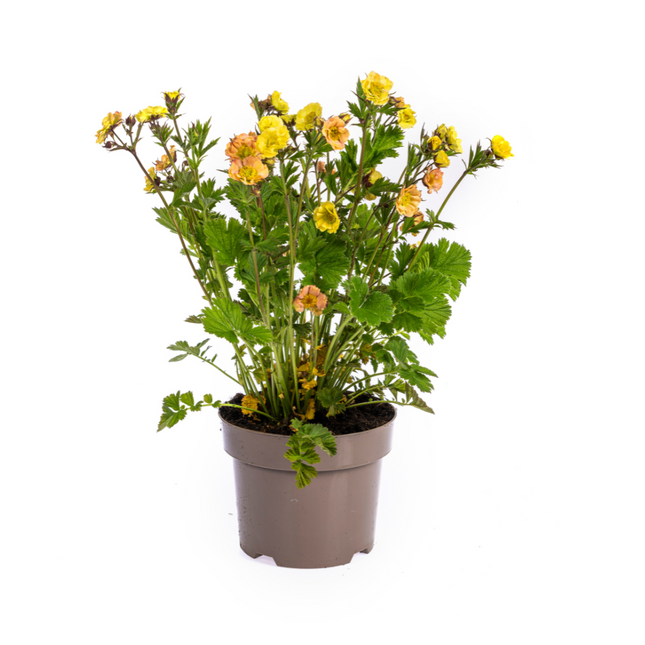 Geum Rivale Yellow - ↕50-70cm - Ø19cm