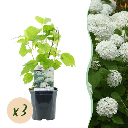 Federhortensie 'Annabelle' (Hydrangea arborescens) – Weiße Blüten – 3 Pflanzen – 1 m² – Laubabwerfend – Große Blüten – Topf: 17 cm, Höhe: 50 cm