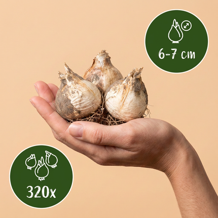 320x Allium Purple - Bloembollen - White Mix - Sierui paars-wit mix - Paars en Wit - Zomerbloeier - Bolmaat 10/12