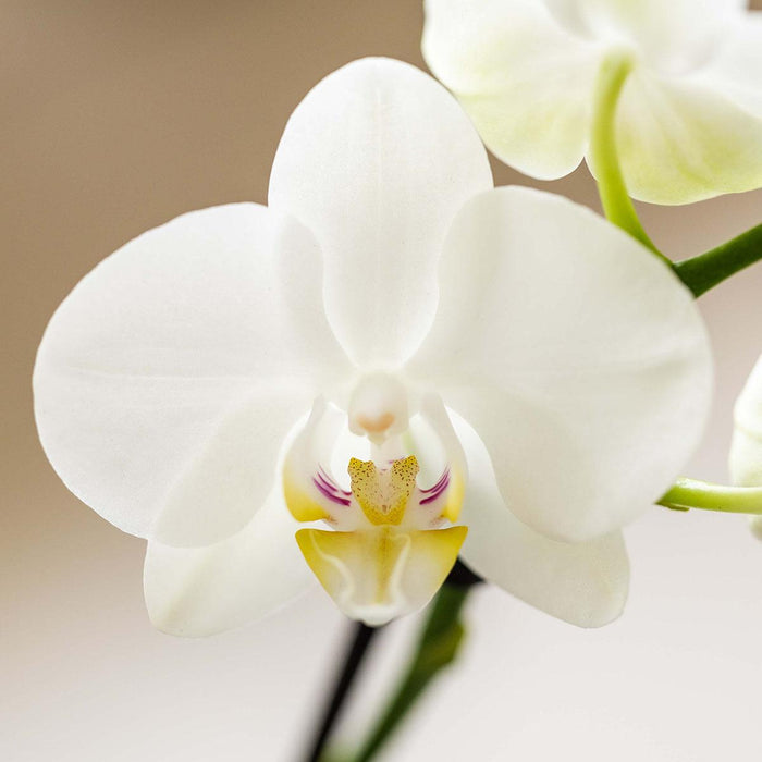 Plantenset Witte Phalaenopsis Orchidee Amabilis en Succulenten incl. keramieken Malaga sierpotten
