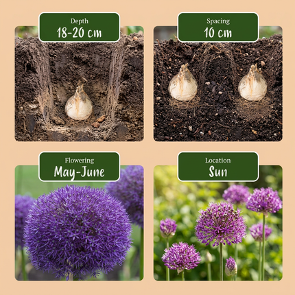 4x Allium Pinball Wizard - Bloembollen - Sierui Tovenaarsbal - Paars - Zomerbloeier - Bolmaat 18/20