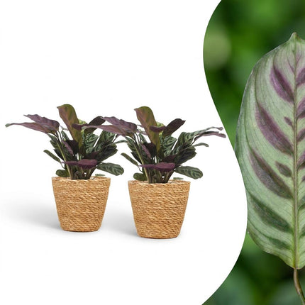 Ctenanthe Burle Marxii - Visgraatplant - 2x - met Mand - Pot 12cm - Hoogte - 30cm