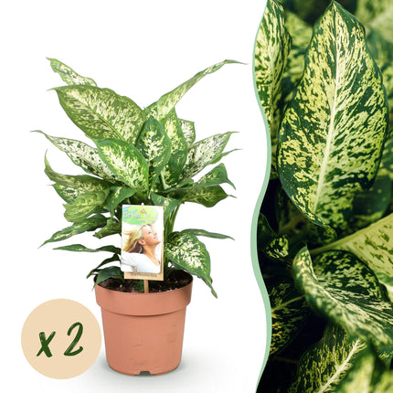 Dieffenbachia Compacta - ↕45-50cm - Ø17cm - 2x