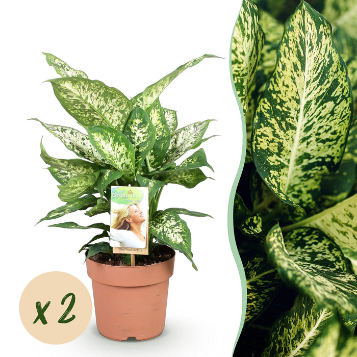 Dieffenbachia Compacta - ↕45-50cm - Ø17cm - 2x