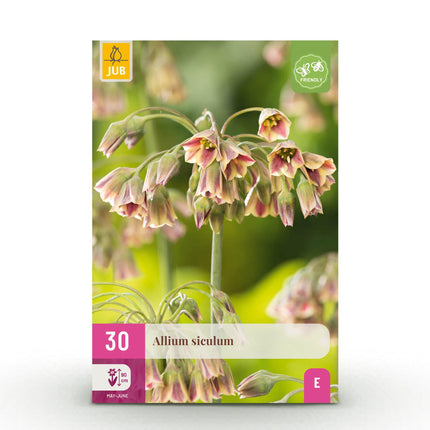 Flower bulbs - Allium Siculum - Color Pink - 30 pieces - Bulb size 8/10 - XXL Pack