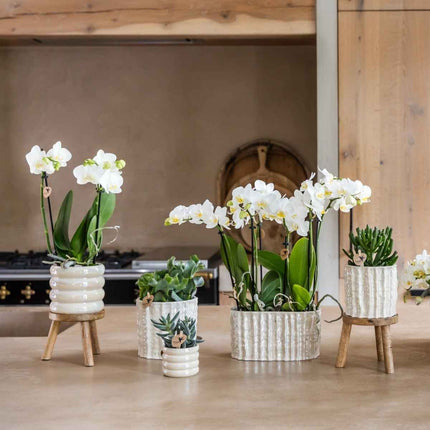 Kolibri Home | Oyster sierpot - Ø9cm