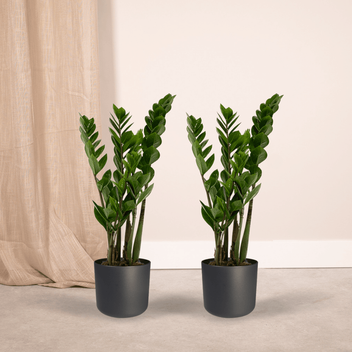 Zamioculcas Zamiifolia - ZZ Plant - ↕50cm - Ø14cm - 2x