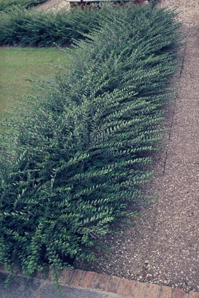 Lonicera pileata - Geißblatt - ↕10-25cm - Ø9cm - 6x