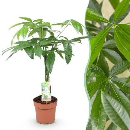 Pachira Aquatica braided trunk - Money tree - ↕60-70cm - Ø17cm