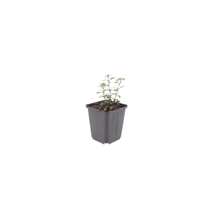 Teucrium lucidrys - Gamander - ↕10-25cm - Ø9cm - 6x