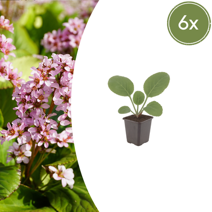 Bergenia cordifolia - Schoenlappersplant - ↕10-25cm - Ø9cm - 6x