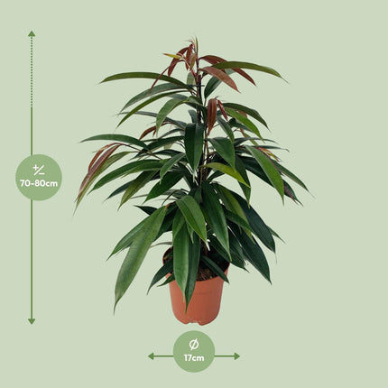 Ficus Binnendijkii 'Rey Amstel' - ↕75cm - Ø17cm